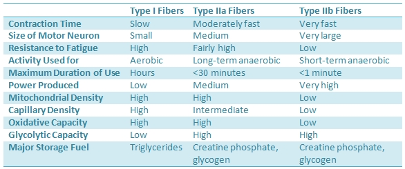 Muscle Fiber Types - Skeletal Muscle
